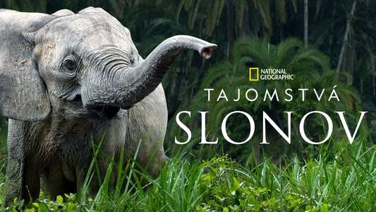 Secrets of The Elephants - Backdrops
