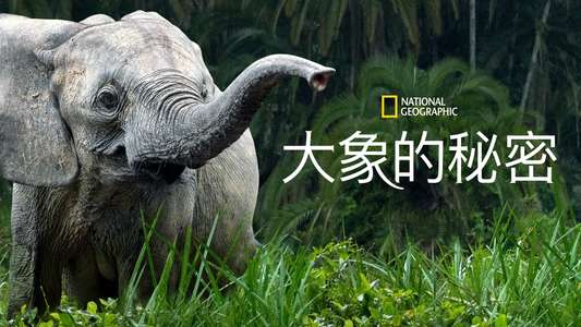 Secrets of The Elephants - Backdrops