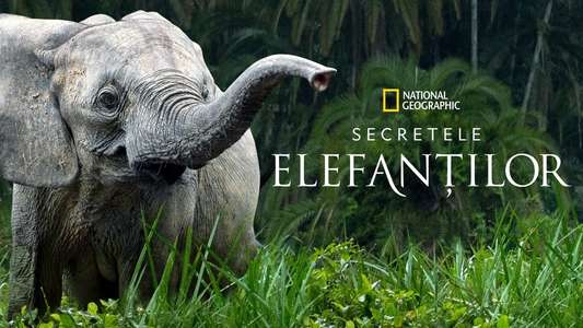 Secrets of The Elephants - Backdrops