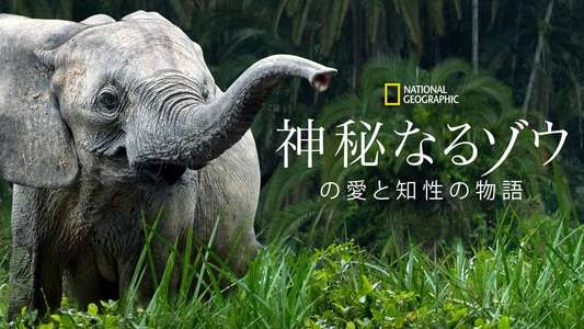 Secrets of The Elephants - Backdrops