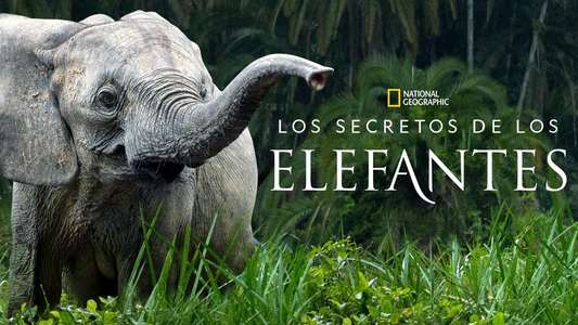Secrets of The Elephants - Backdrops