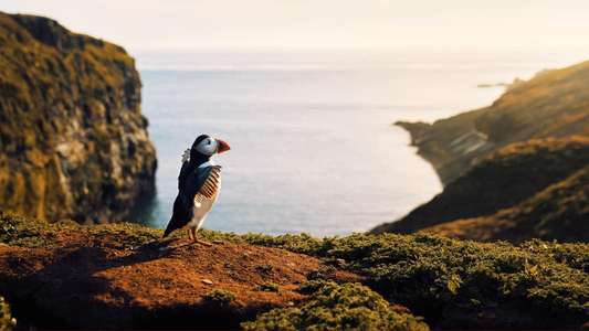 Wild Isles - Backdrops
