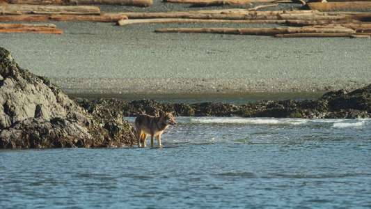 Island of the Sea Wolves - Backdrops
