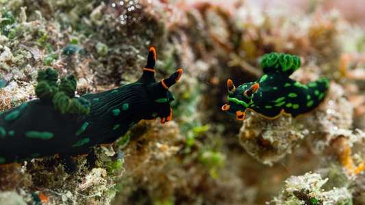 The Mating Game - Backdrops