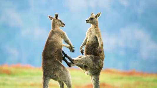 The Mating Game - Backdrops