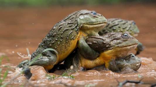 The Mating Game - Backdrops