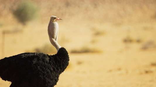 The Mating Game - Backdrops