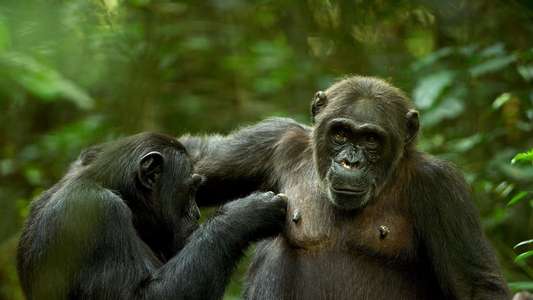 The Mating Game - Backdrops