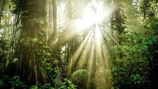 The Green Planet - Backdrops