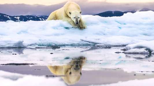 Frozen Planet II - Backdrops