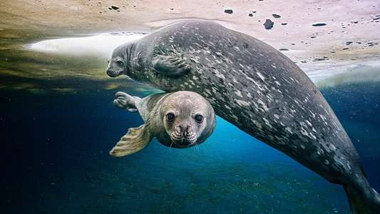 Frozen Planet II - Backdrops