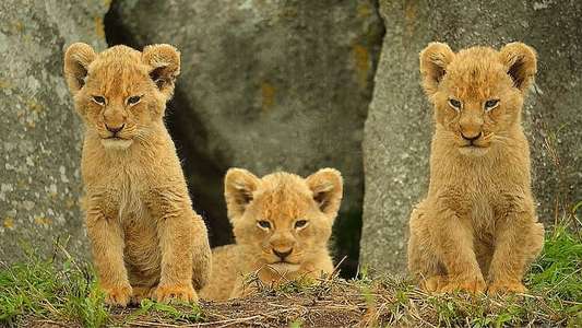 Wild Babies - Backdrops
