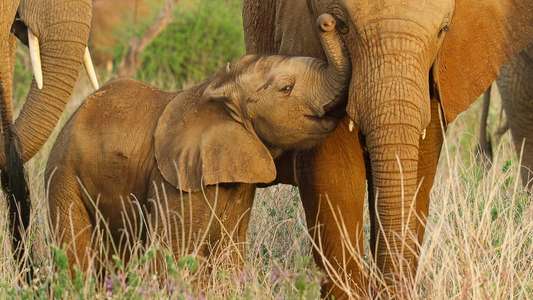Wild Babies - Backdrops