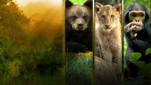 Growing Up Animal - Backdrops