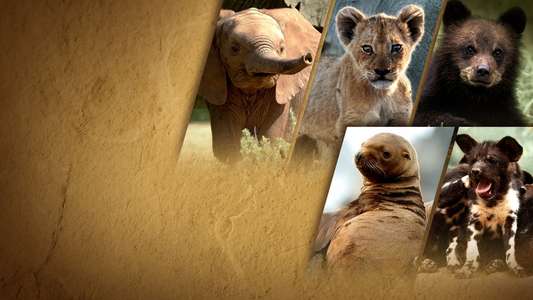 Growing Up Animal - Backdrops