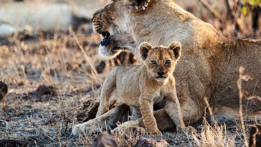 Growing Up Animal - Backdrops