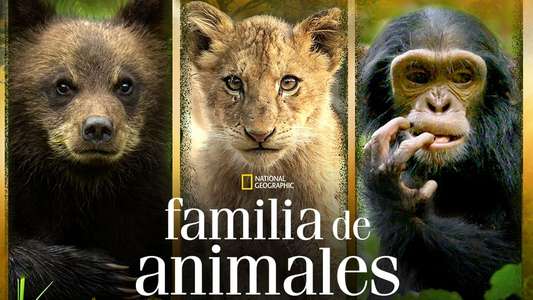 Growing Up Animal - Backdrops