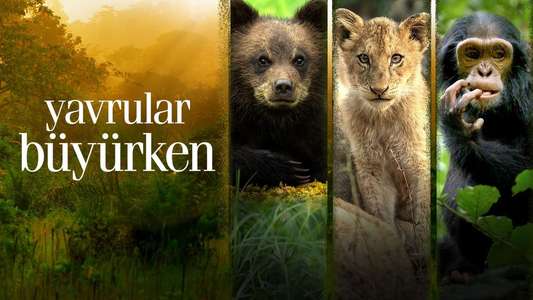 Growing Up Animal - Backdrops