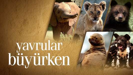 Growing Up Animal - Backdrops