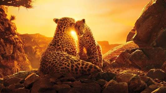 Our Planet - Backdrops