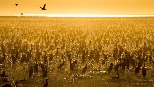 Our Planet - Backdrops