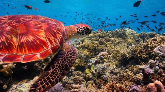 Our Planet - Backdrops