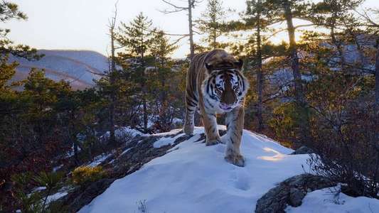 Our Planet - Backdrops
