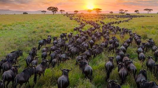 Our Planet - Backdrops