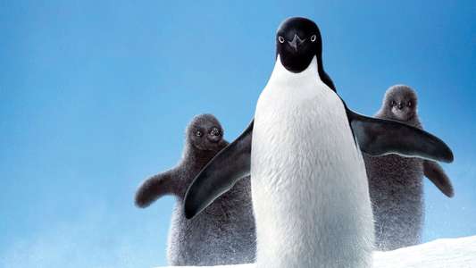 Penguins - Backdrops