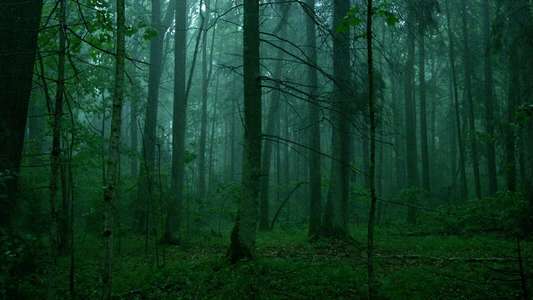The Ancient Woods - Backdrops