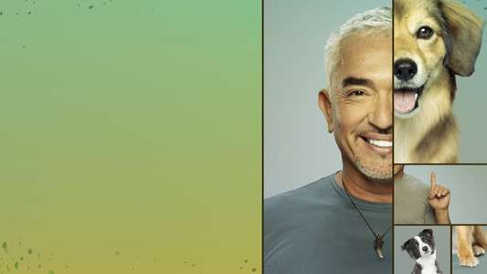 Cesar Millan: Better Human Better Dog - Backdrops