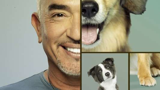 Cesar Millan: Better Human Better Dog - Backdrops