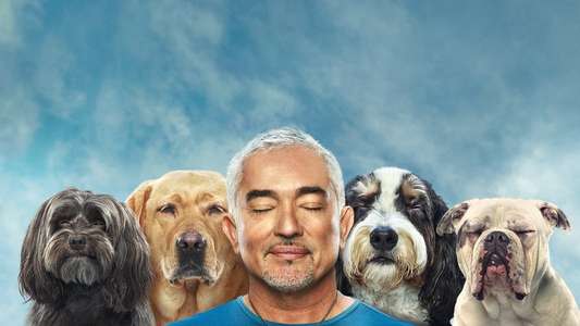 Cesar Millan: Better Human Better Dog - Backdrops