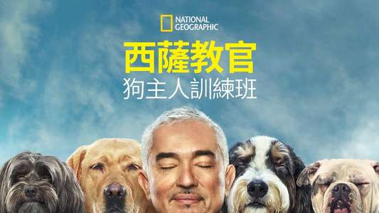 Cesar Millan: Better Human Better Dog - Backdrops