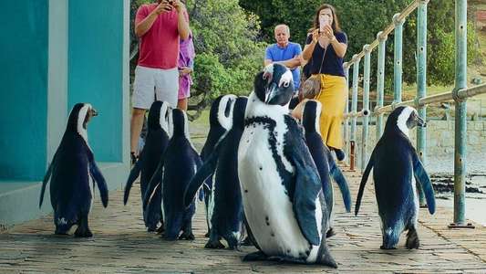 Penguin Town - Backdrops