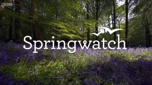 Springwatch - Backdrop