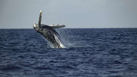 Secrets of the Whales - Backdrops