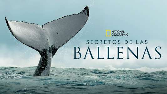Secrets of the Whales - Backdrops