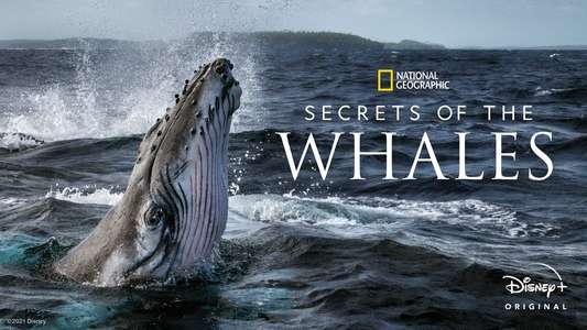Secrets of the Whales - Backdrops