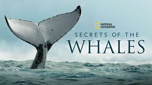 Secrets of the Whales - Backdrops