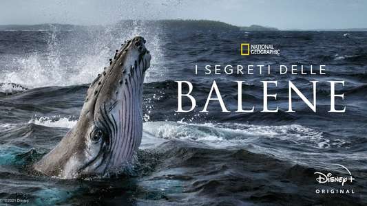 Secrets of the Whales - Backdrops