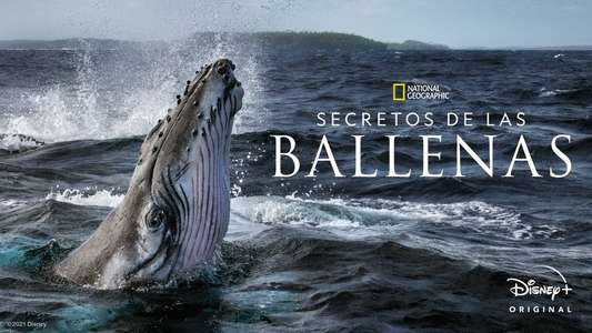 Secrets of the Whales - Backdrops