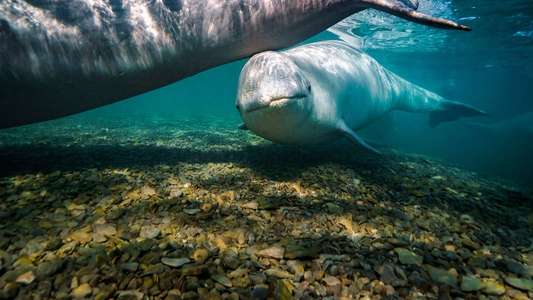 Secrets of the Whales - Backdrops