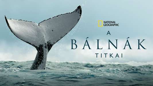 Secrets of the Whales - Backdrops