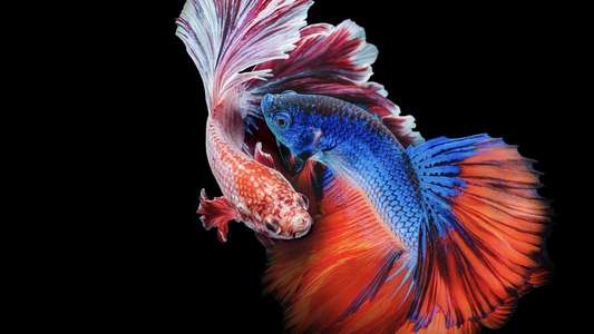 Asia's Weirdest - Backdrops