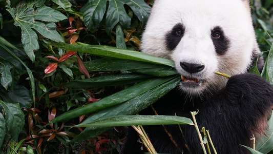 Asia's Weirdest - Backdrops