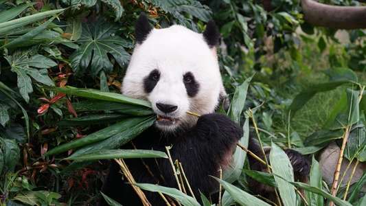 Asia's Weirdest - Backdrops