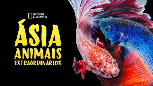 Asia's Weirdest - Backdrops