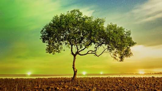 A Perfect Planet - Backdrops