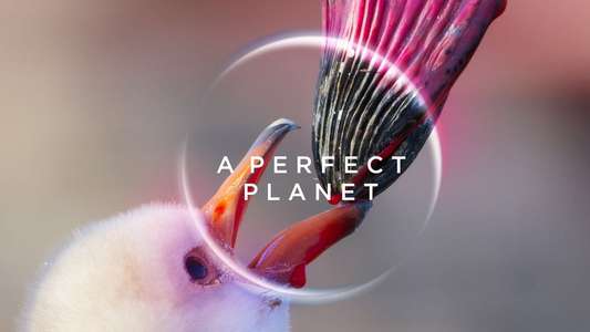 A Perfect Planet - Backdrops